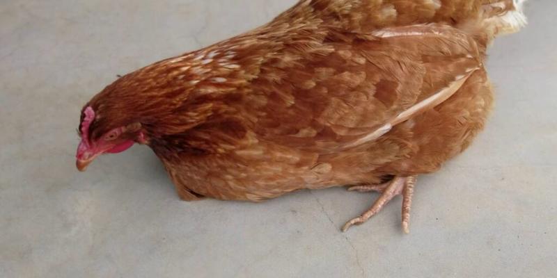 Phương pháp điều trị bệnh cầu trùng ở gà chọi an toàn 