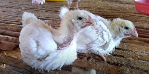 Bệnh đậu gà - Triệu chứng và kinh nghiệm chữa trị cho gà