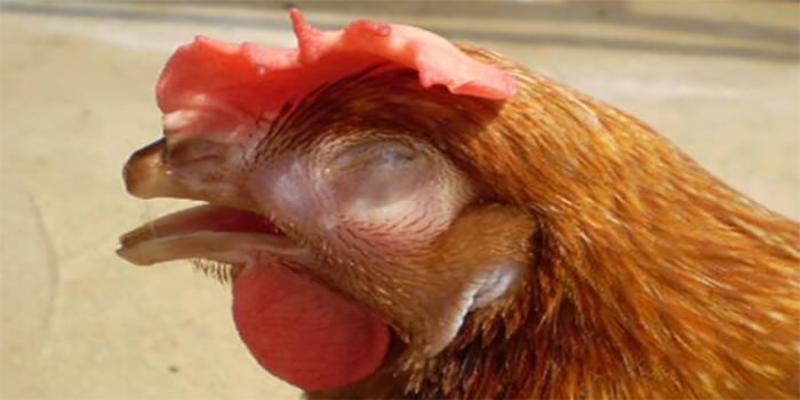 Bệnh sổ mũi truyền nhiễm IC gây nguy hiểm cho gà 