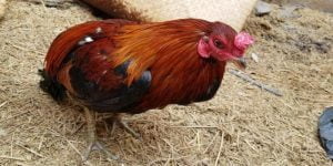 Bệnh tiêu hóa ở gà chọi - Nhận biết và cách chữa trị phù hợp